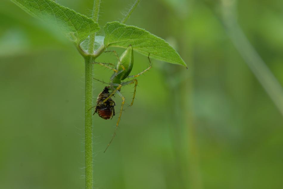 Spider Devouring Insect Pins