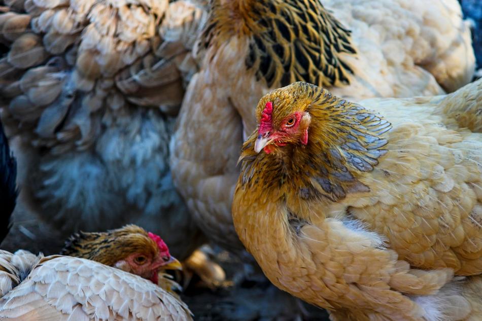 Chickens Gallus Chicken Farm