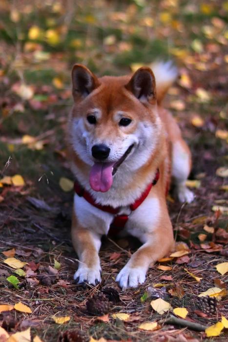 Pet Purebred Dog Animal