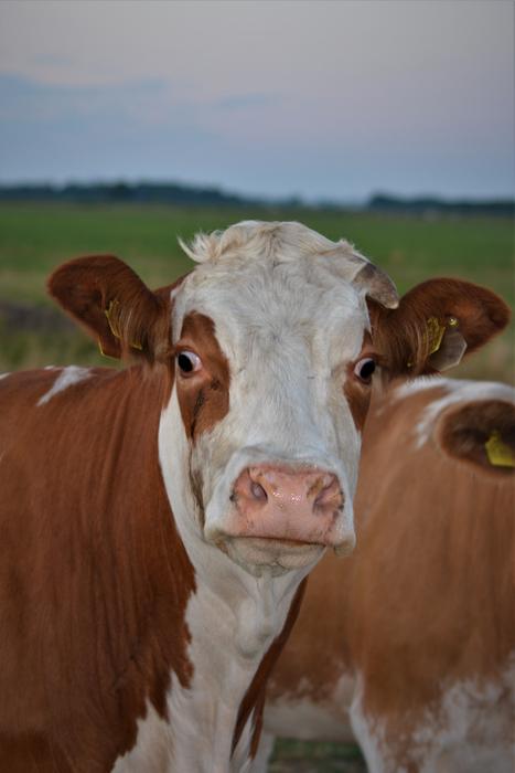 Cow Close Up Animal