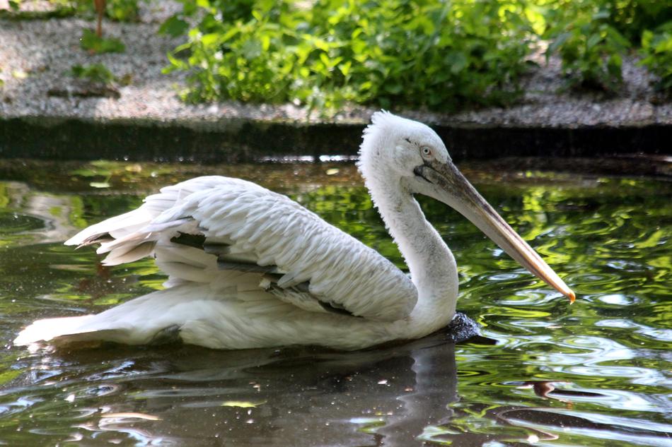 Pelican Bird Water