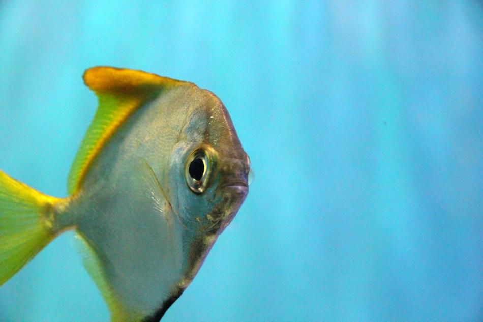 Fish Aquarium Underwater
