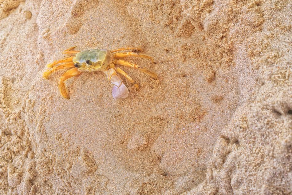 Crab Beach Sand