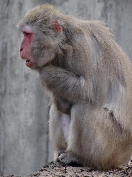 Monkey Animal Zoo