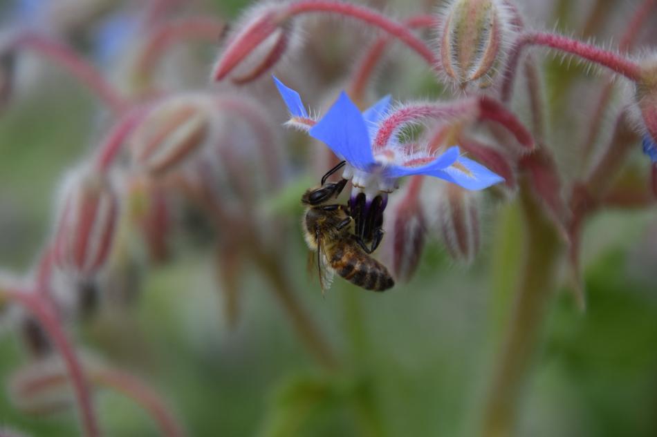 Bee Borage Summer
