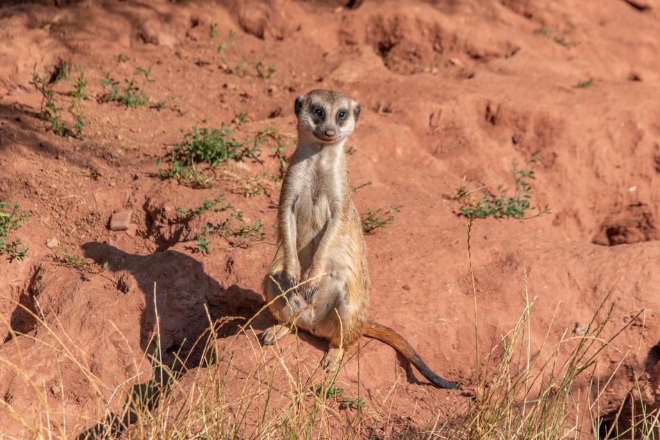 Meerkat Zoo Erfurt Thuringia germany