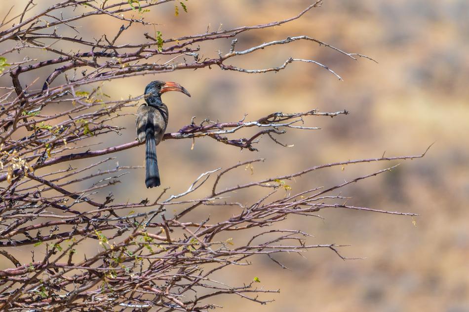 Hornbills Hornbill Bird