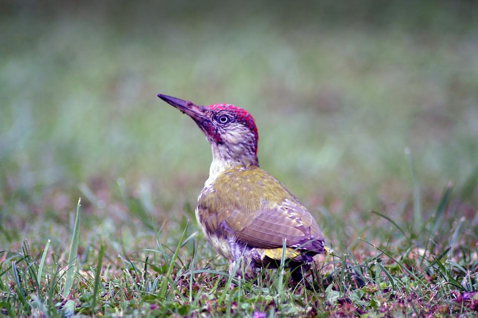a little bird in the grass