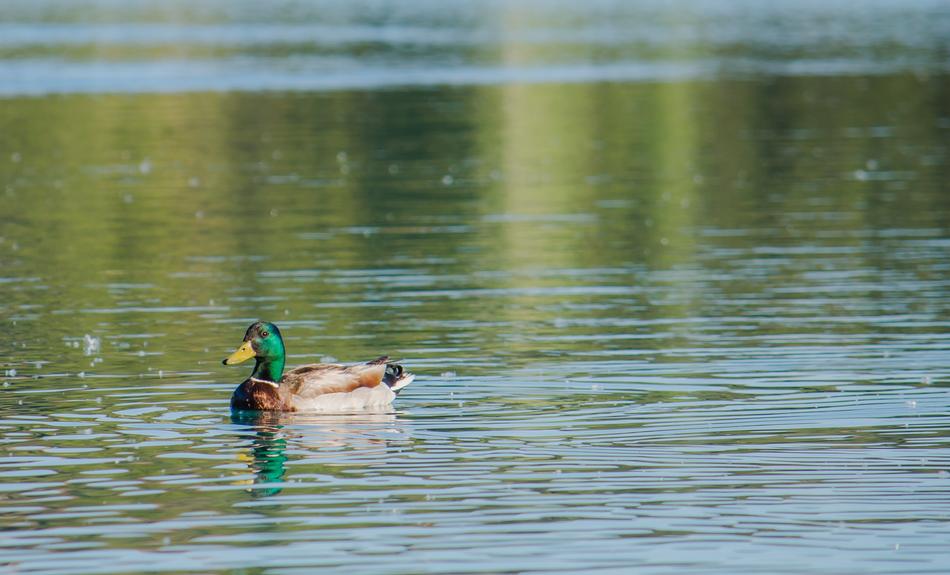 Laguna Duck Animal