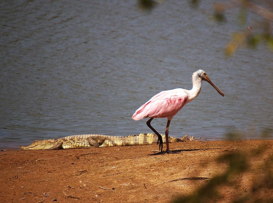 Roseate Spoonbill Bird Nature