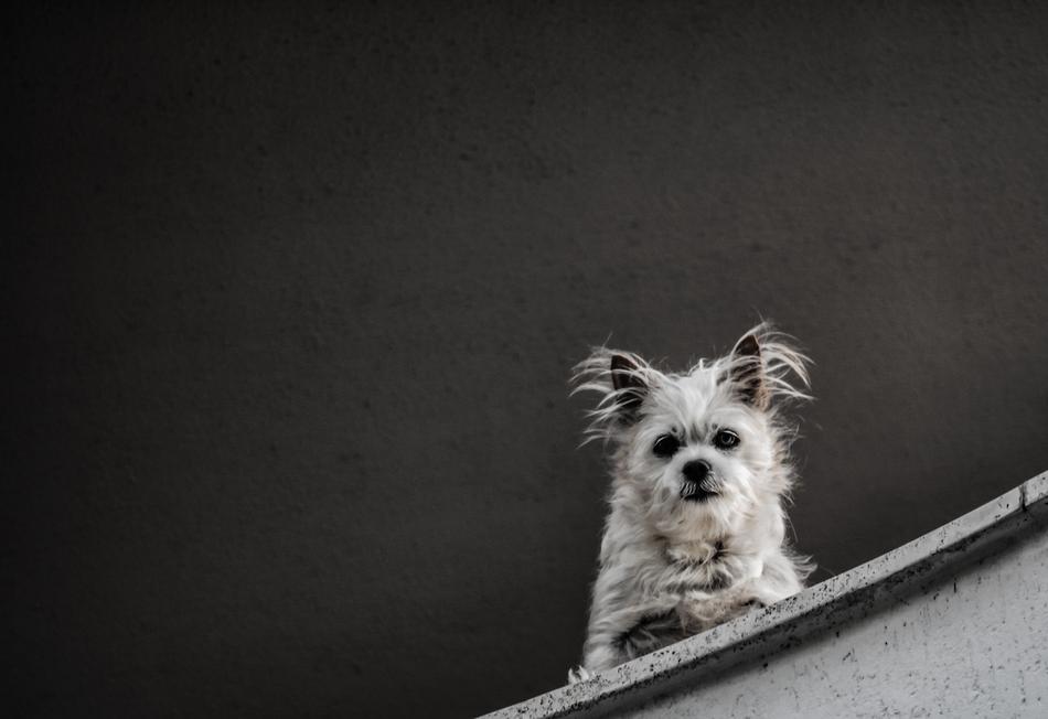 Dog Animal Puppy