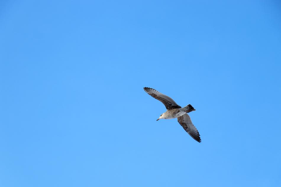 Sky Background Bird