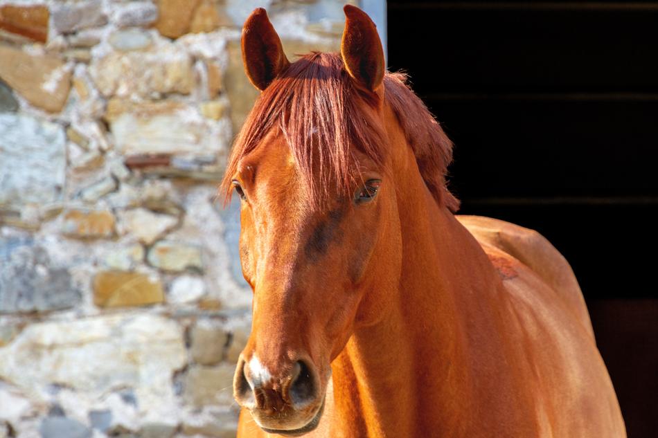 Horse Animal World