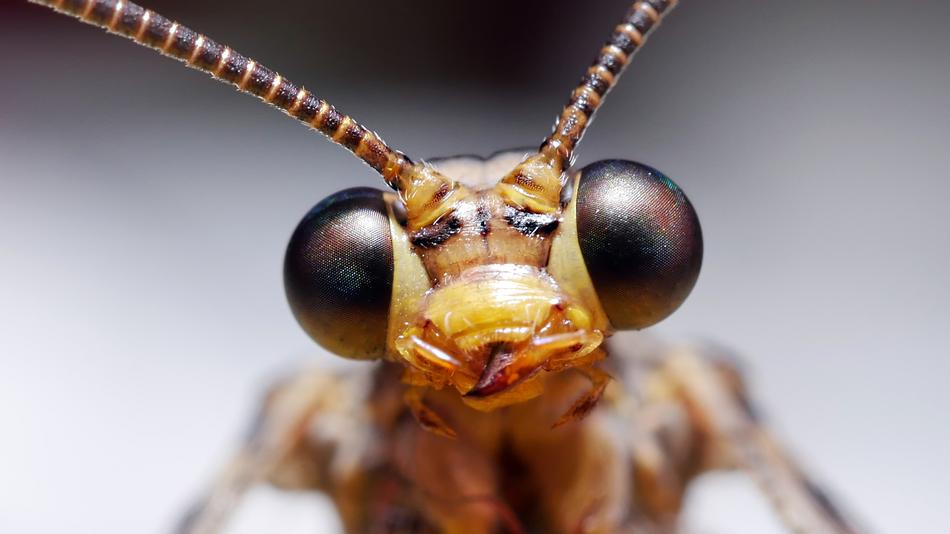 an ant looking at the camera