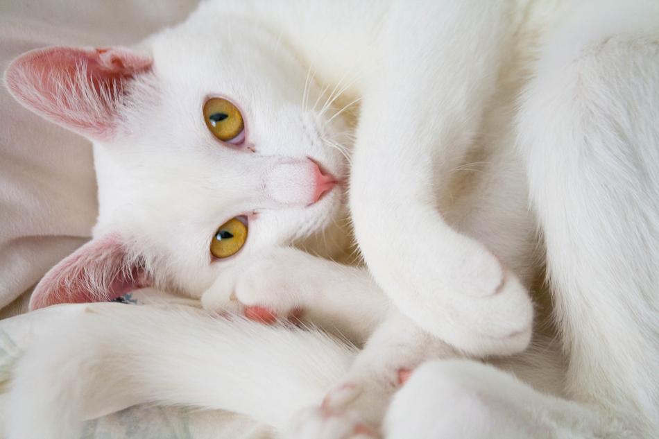 Cat White Animal