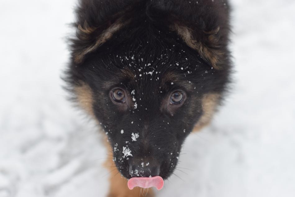 Puppy Dog German Shepherd
