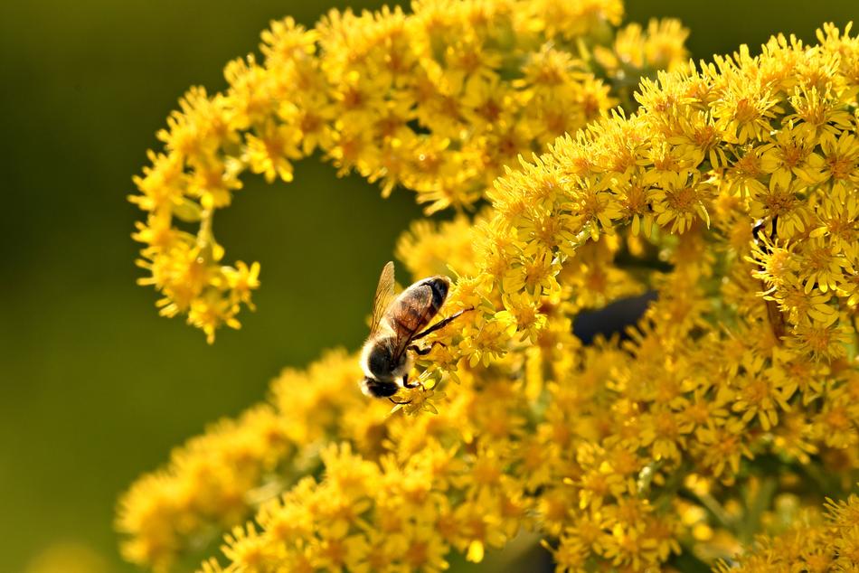 bee on a branch of flowers