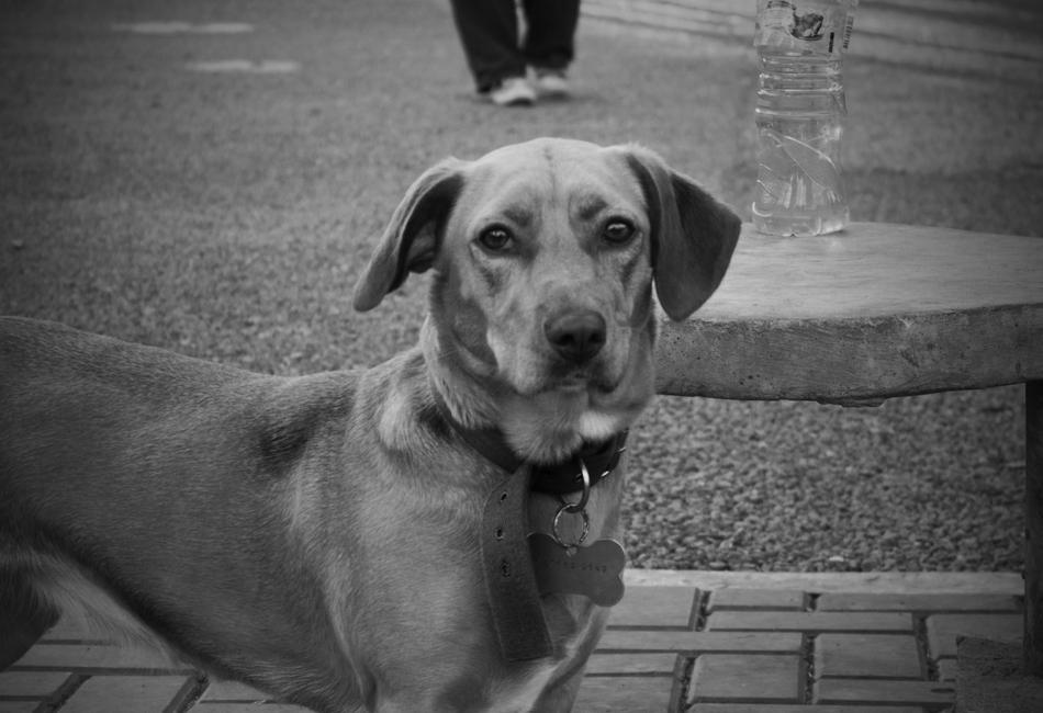 Dog Pet Animals