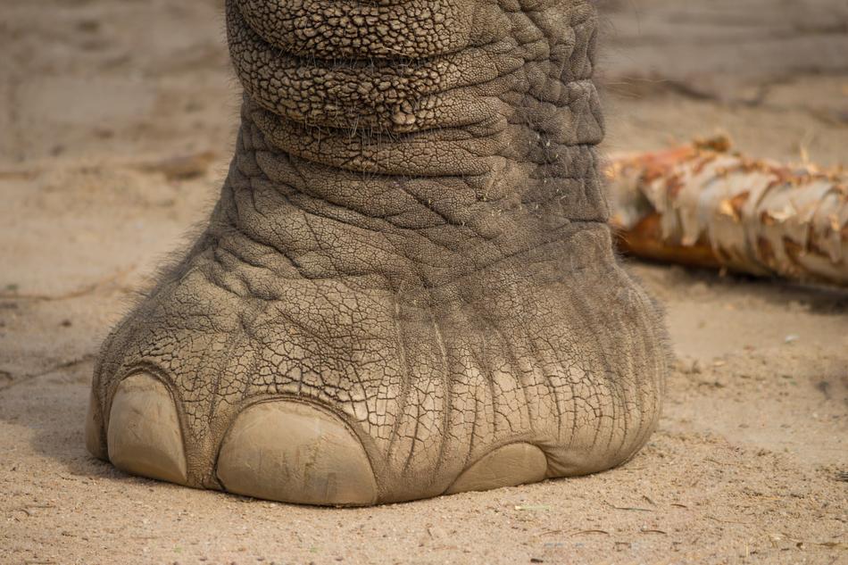 Elephant Foot Mammal