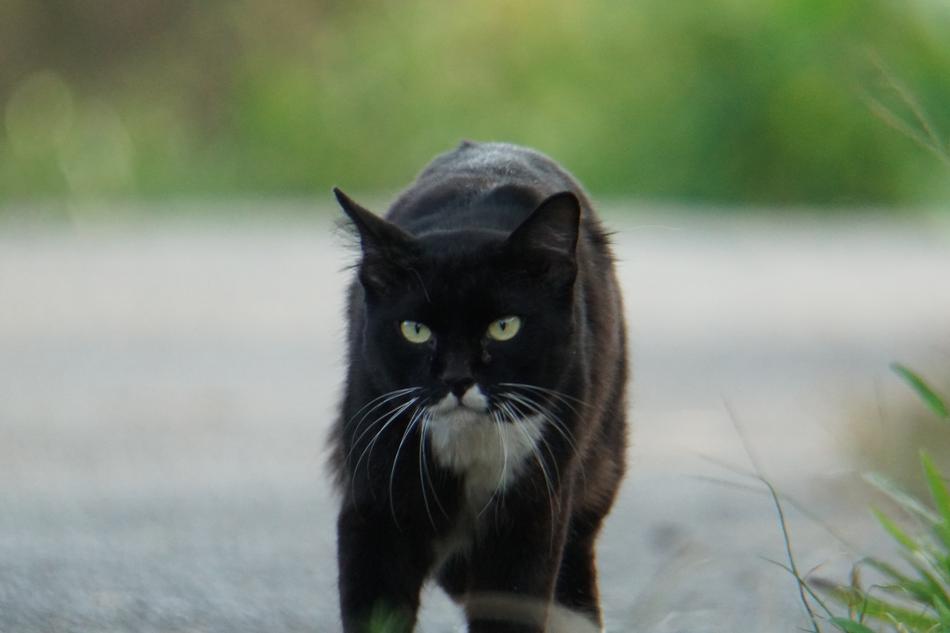 Cat Animal Pet