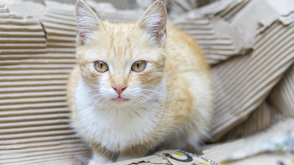 Cat Pet Animal