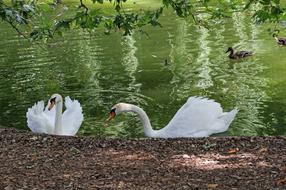 Swan Lake