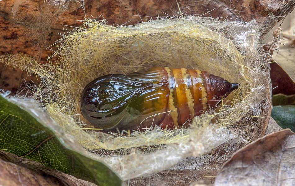 Moth Pupa Cocoon