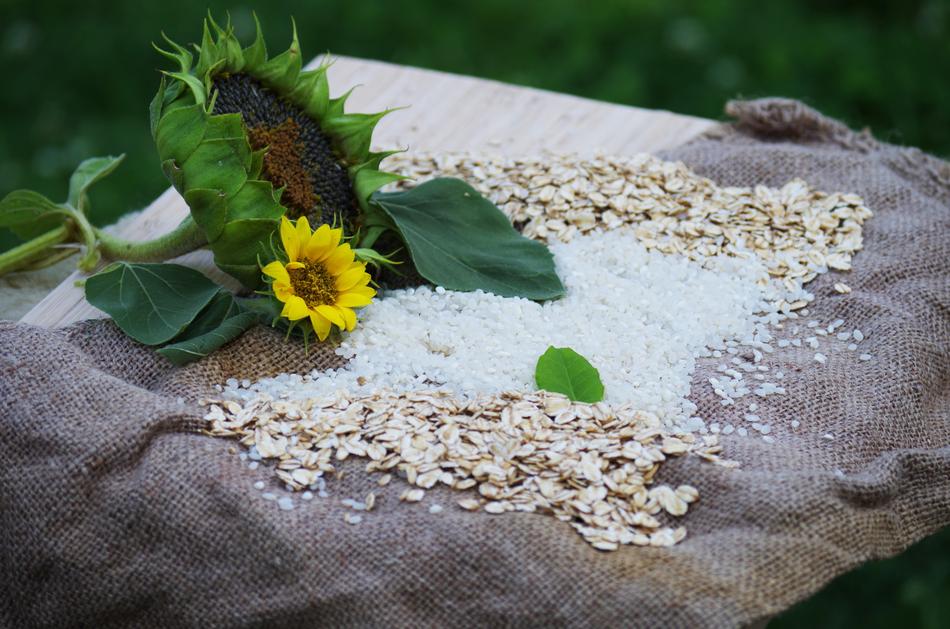 Oat grains and rice near the sunflower