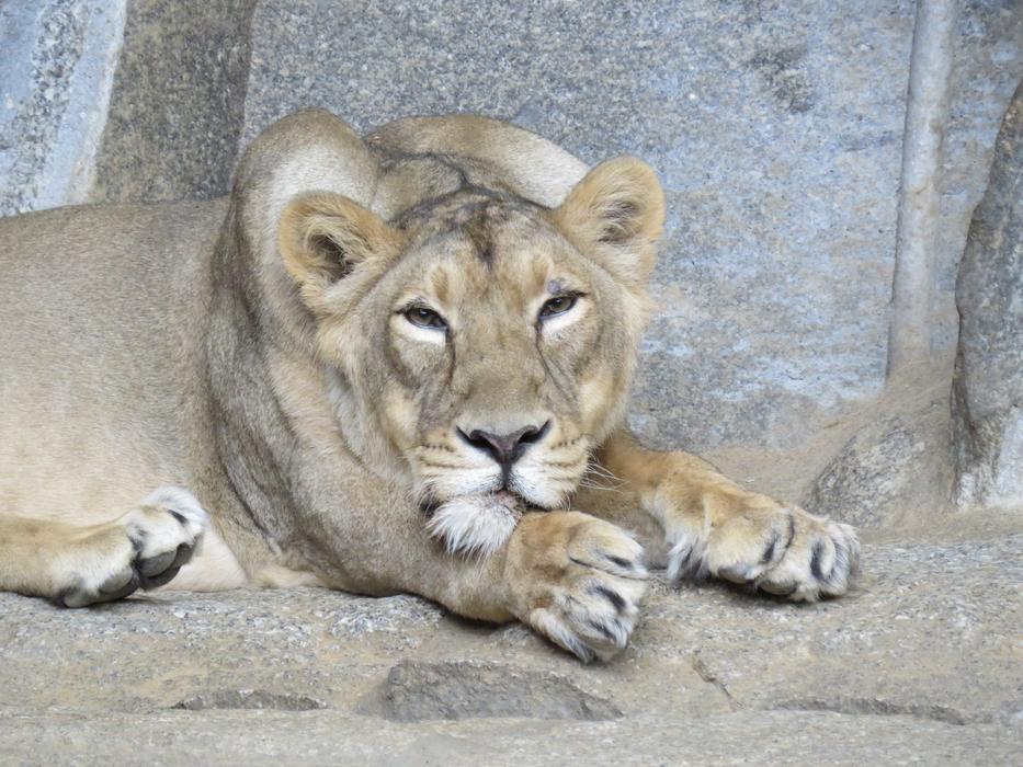 beautiful lion at the zoo