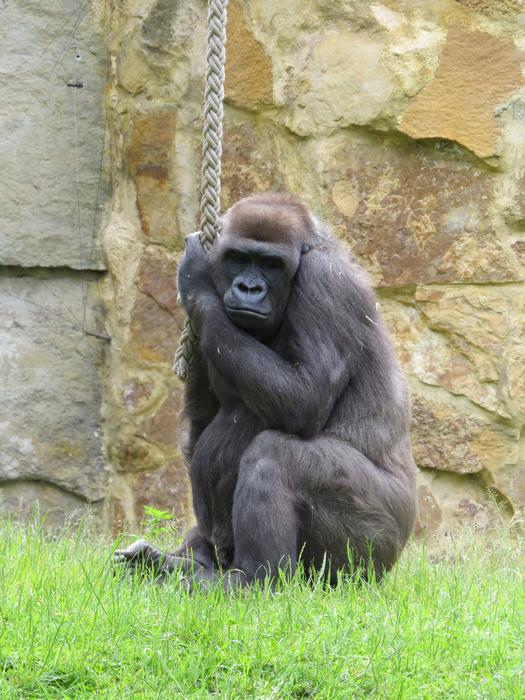 Gorilla Animal Monkey