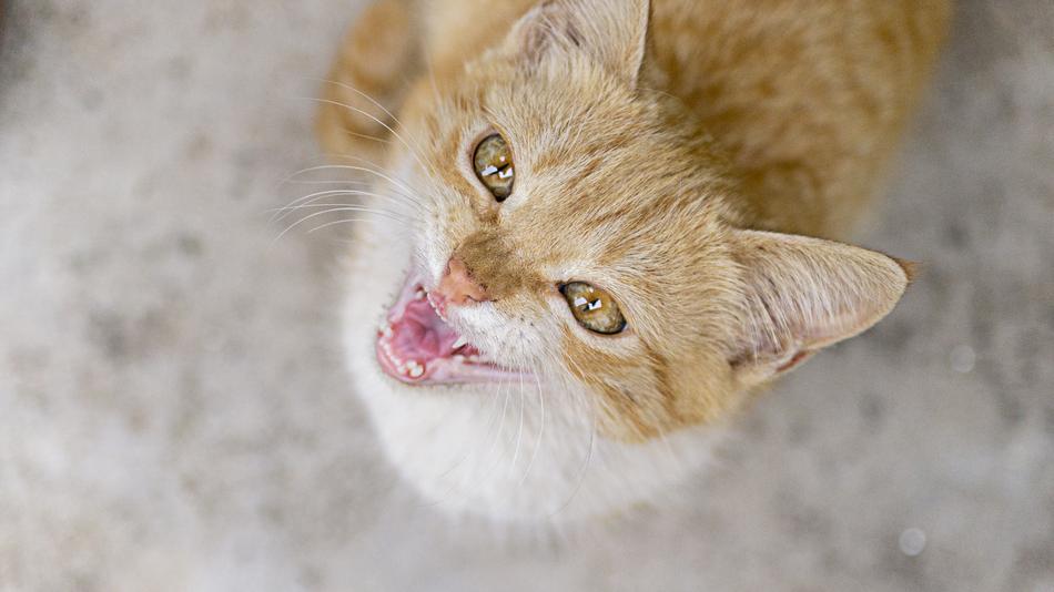 Pet Cat Domestic
