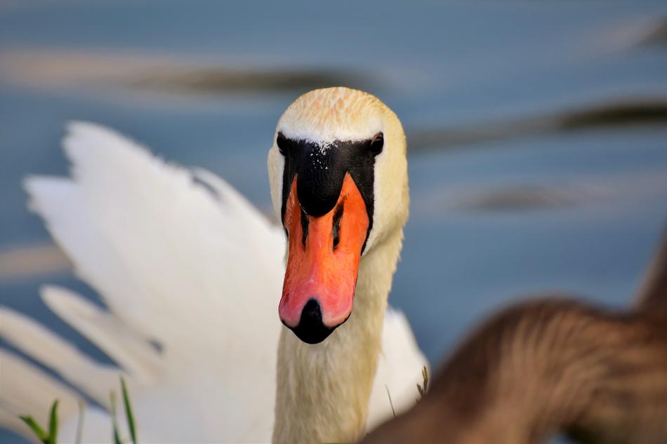 Swan Water Bird
