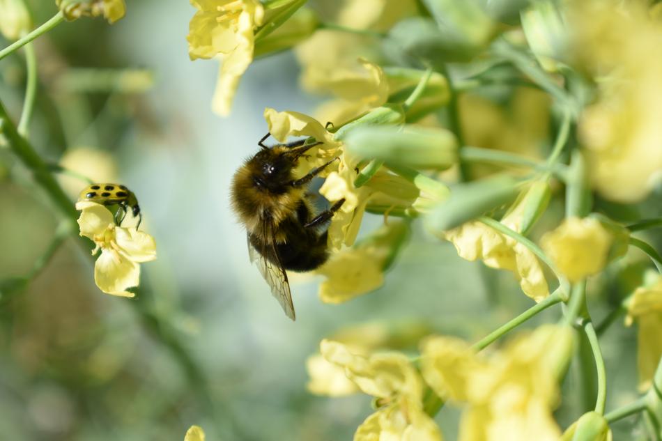 Bee Insect Flower