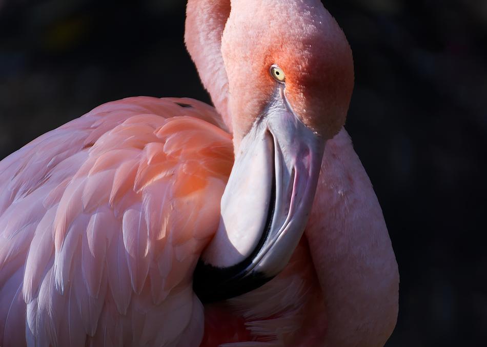 Flamingo Bird Colorful