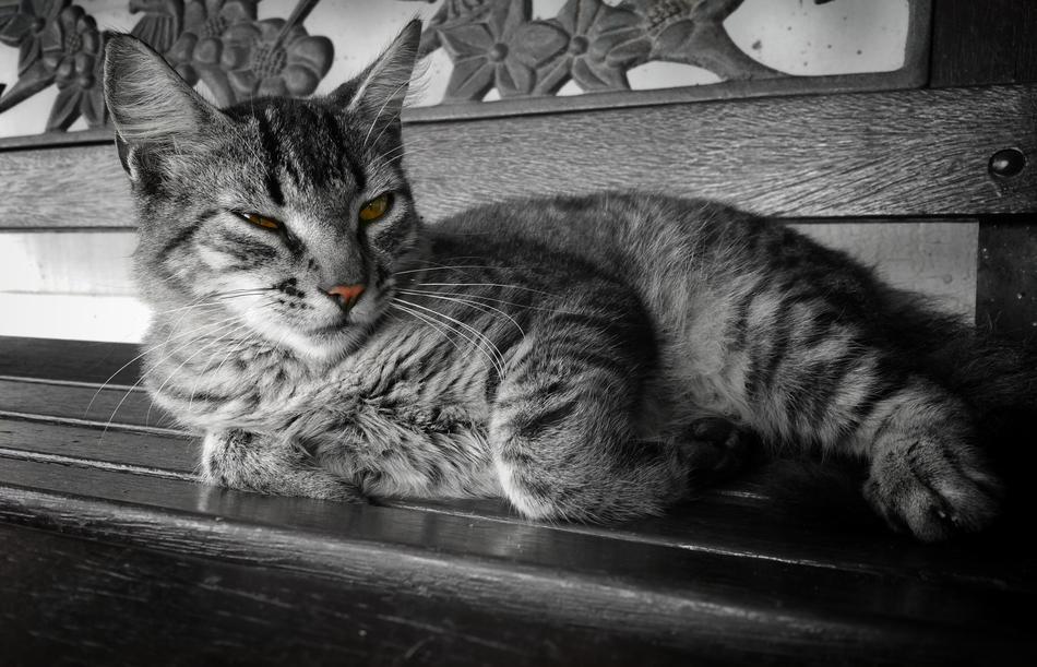 Cat Black And White Eye'S