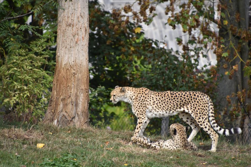leopards on a walk