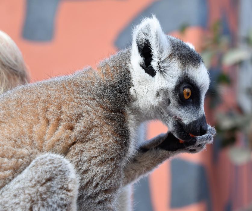 Lemur Animal Nature Maki cata