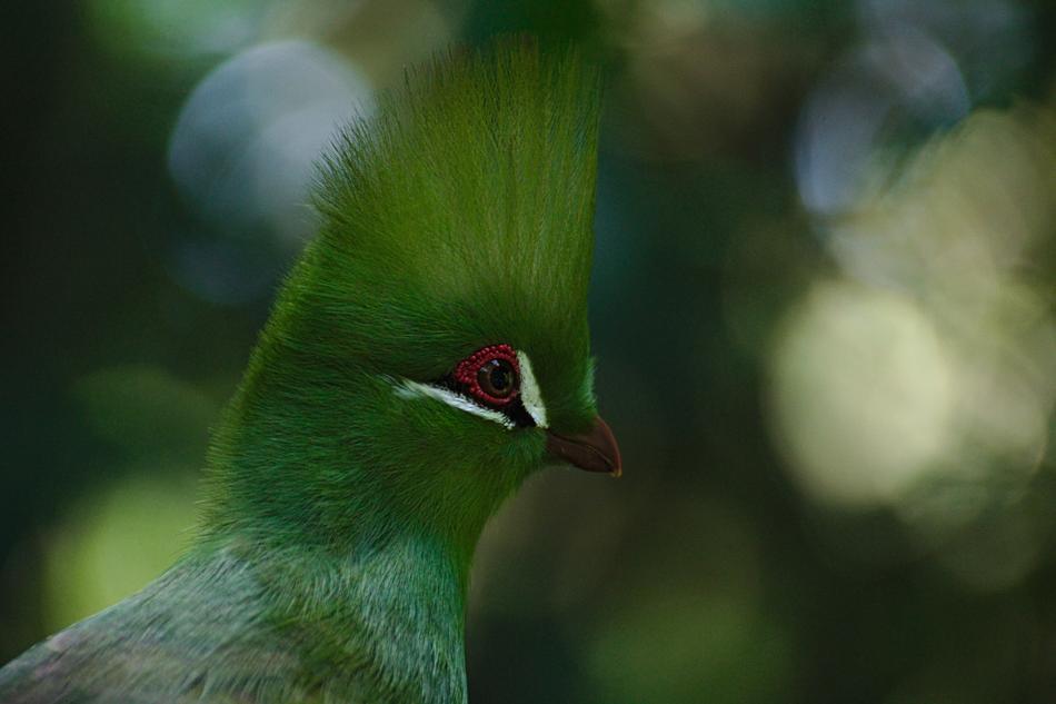 southern bird of paradise