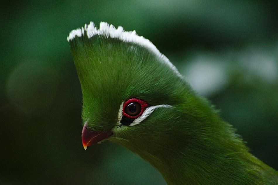 Bird Birds Of Eden South