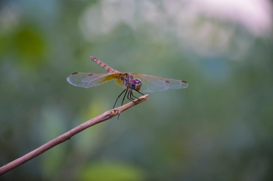 Dragonfly Red Insect