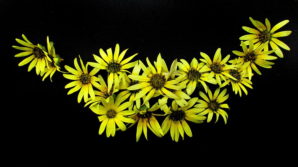 Daisies Yellow background