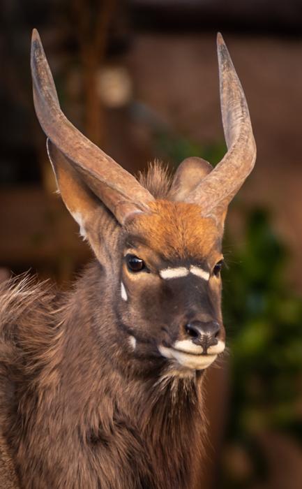 Nyala Antelope Africa