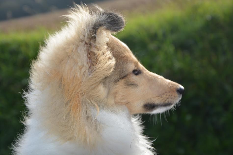 Dog Bitch Pup