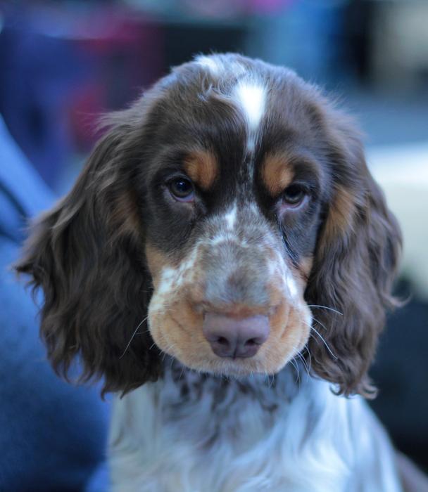 Cocker Spaniel Puppy Dogshow