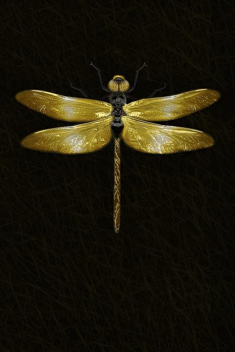 Dragonfly Insect Macro