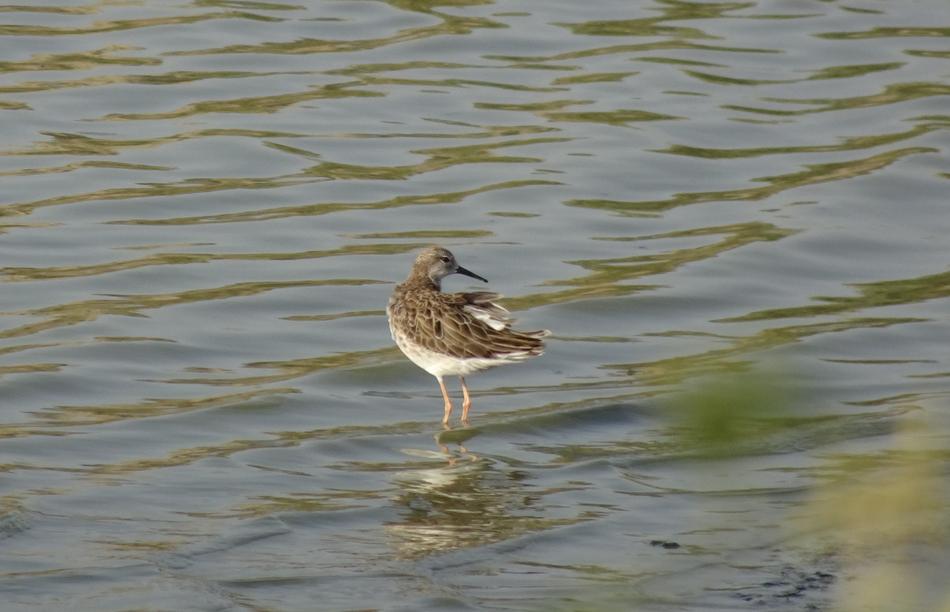 Bird Ruff Calidris Pugnax