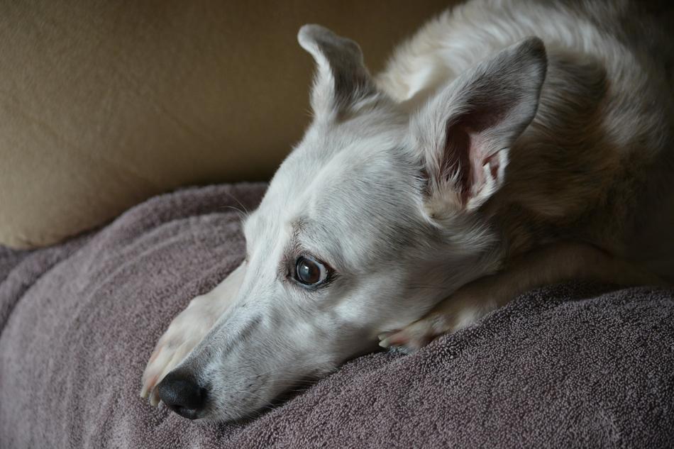 Whippet Dog Pet