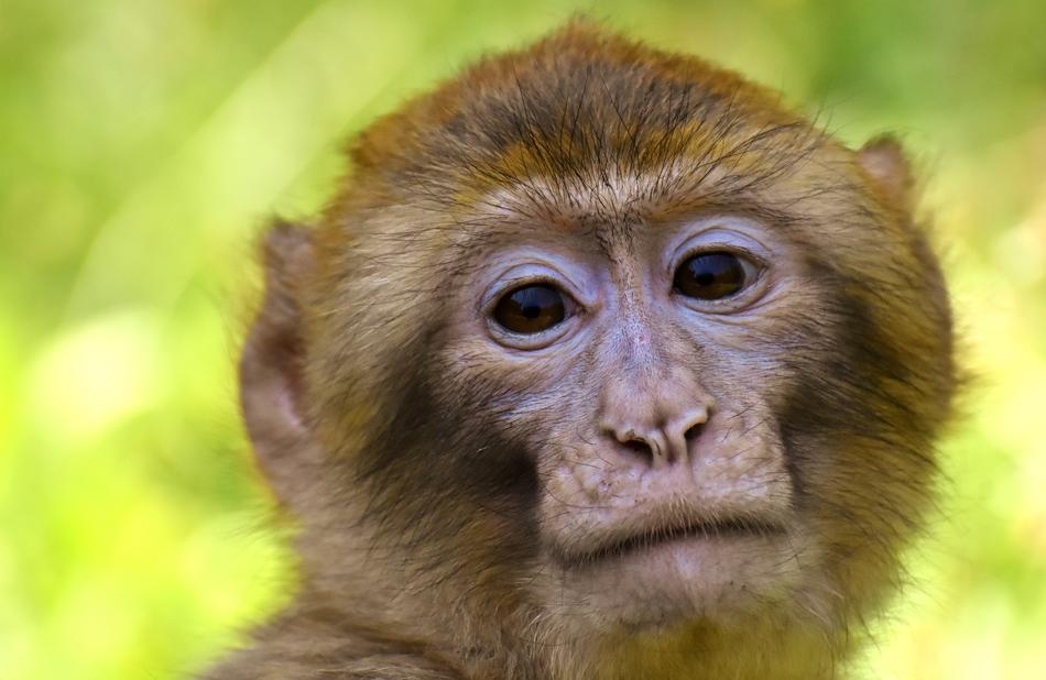 Barbary Ape Endangered Species