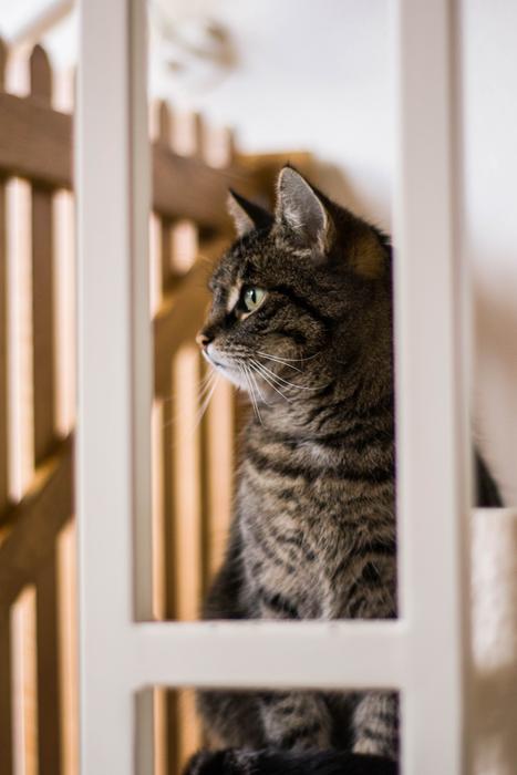 Cat Animals Kitten Domestic