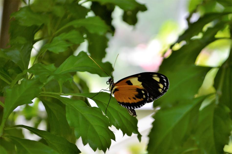 Monarch Butterfly Insect Flowers